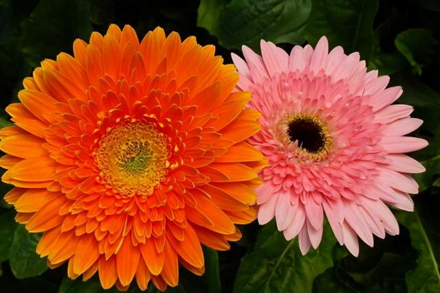 世界上最漂亮的花，世界上最美丽漂亮花（朵花，你知道几个）