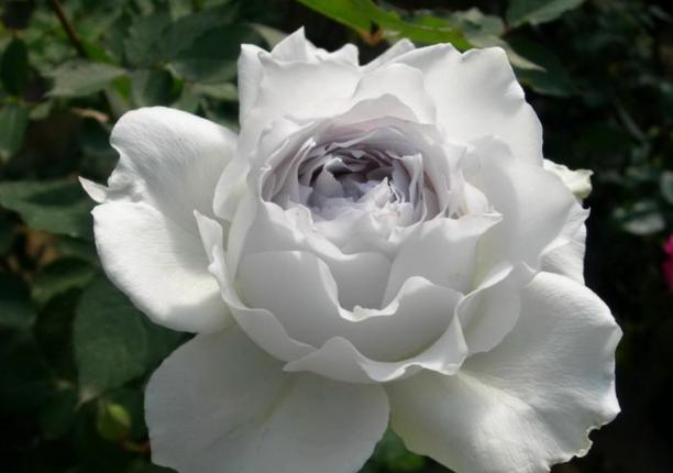 适合阳台养的小型月季哪个品种好，月季品种那么多