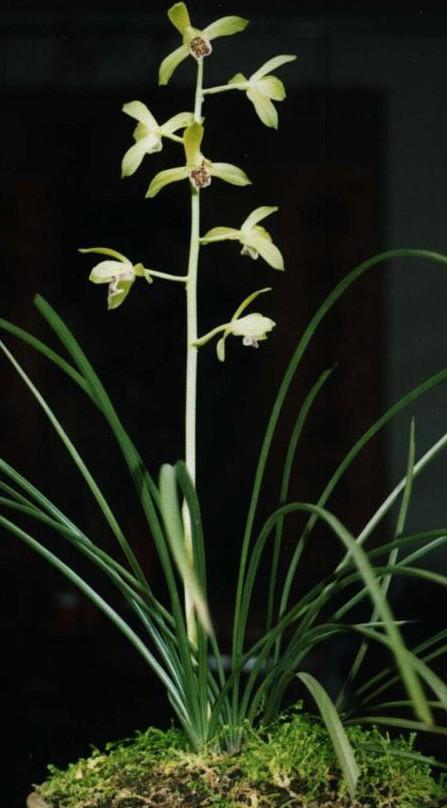 蕙兰老八种哪个是清香型，蕙兰的新八种赏析