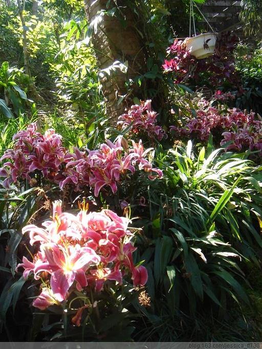 深圳市仙湖植物园，深圳仙湖植物园适合夏天逛吗（深圳仙湖植物园现场实拍图来了）