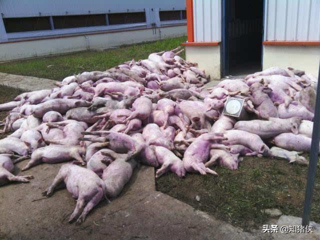 猪是如何感染猪瘟的，经产母猪是非洲猪瘟最先感染的猪群