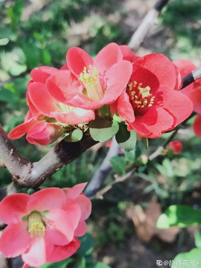 春夏秋冬四季什么花好看，这十种花几乎一年四季都开花