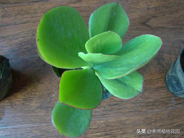 燕子掌这样养护，燕子掌的养殖方法和注意事项