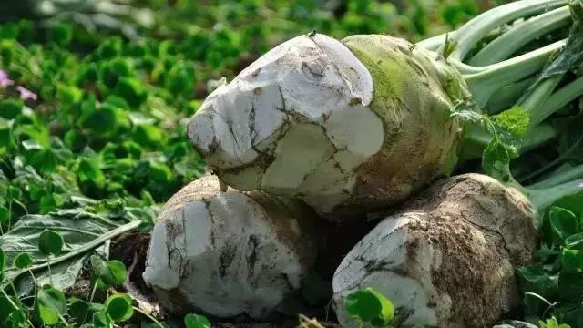 儿菜的食用方法，儿菜怎么吃这8种四川人冬季最爱的蔬菜