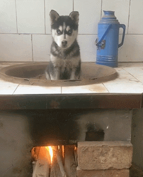 阿拉斯加犬小时候，狗一般有几个月就长成大狗了（毛茸茸的一团太可爱了吧）