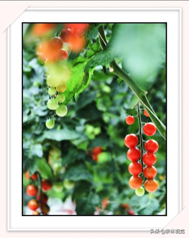 黄色小番茄和圣女果，比传统番茄更好种