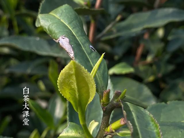 白茶和绿茶有什么区别，白茶和绿茶有什么不同（白茶和黑茶有什么区别）