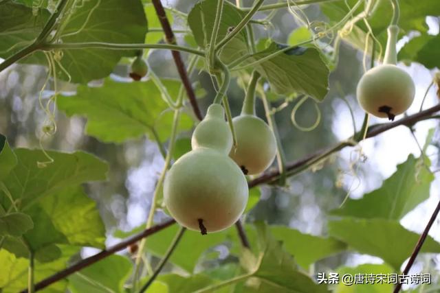 葫芦形状图解大全，最美丽的葫芦，精美图片分享