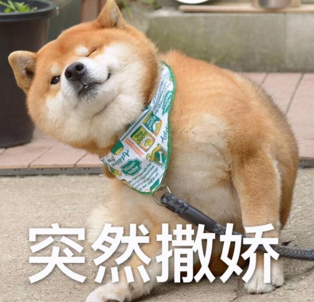 寓意好的狗狗名字，寓意吉祥的狗名字大全