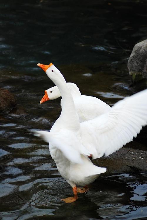虽字圣教序写法，集王圣教序字形结构例举