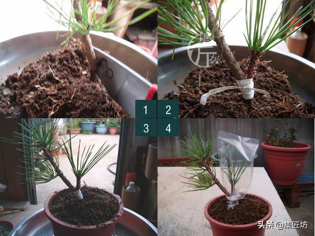 常用的嫁接技术方法，提高嫁接成活率