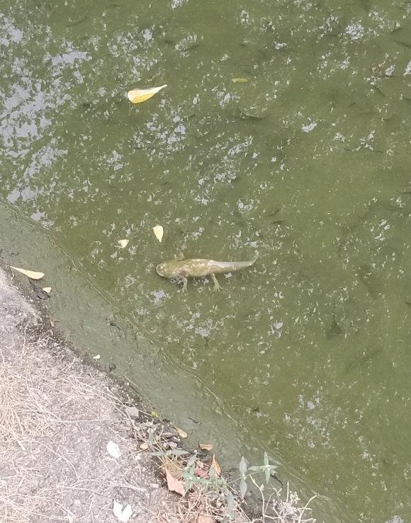 鲶鱼长出四条腿，野生鲶鱼是四川省保护动物