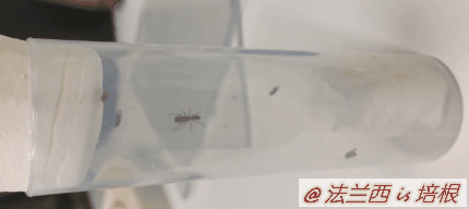 蚂蚁跟蜘蛛是昆虫吗，你能分辨吗这是蚂蚁