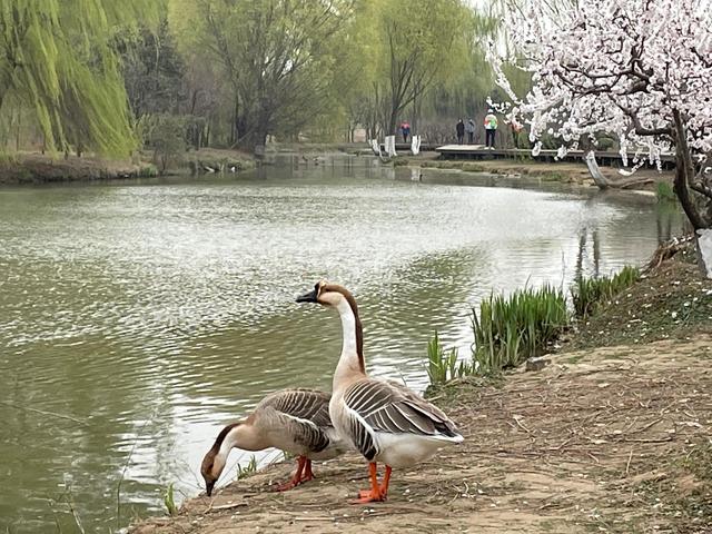 沾衣欲湿杏花雨的下一句，沾衣欲湿杏花雨后面一句是什么（吹面不寒杨柳风。诗句常被引用）