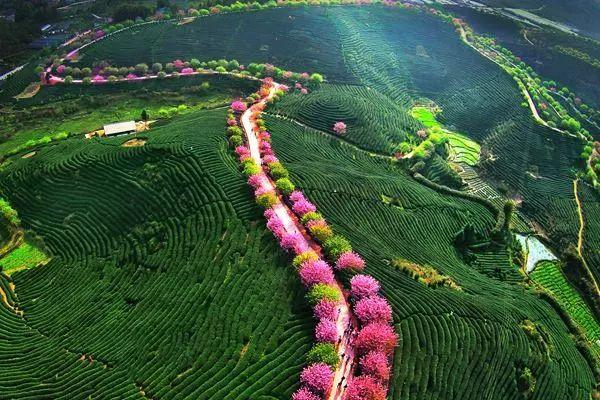 广东深圳看樱花最好看的地方，深圳几个免费赏樱花的地方