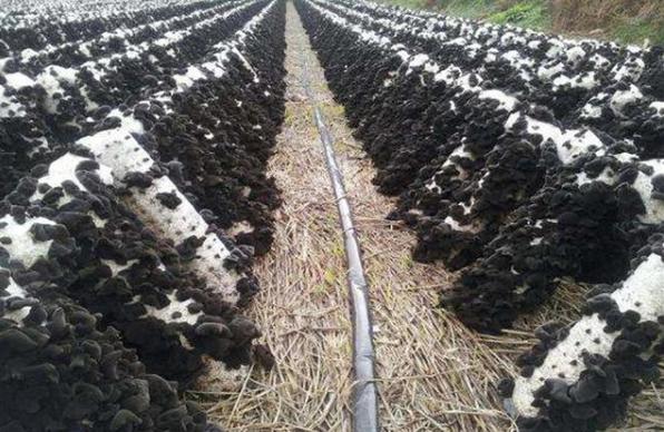 十种木耳种植方法，附塑料袋地栽技术