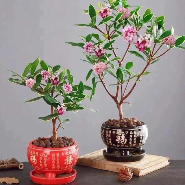 金边瑞香好养吗，金边瑞香习性及养护（每一片叶子都绿的发亮）