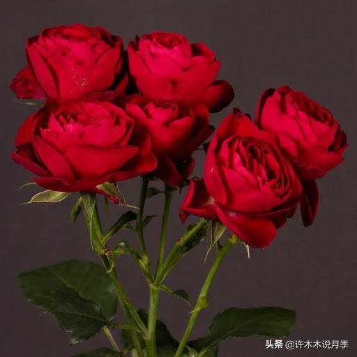 草莓杏仁饼月季，花期长耐晒勤花多头月季推荐（让人口水直流的两款月季）