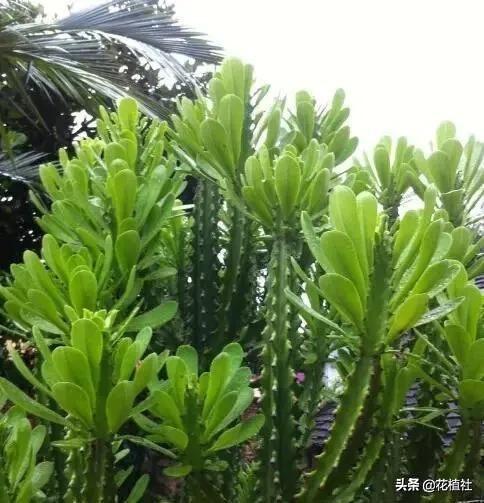 适合家里养的绿植，最好养的家中绿植（6种旺家的绿植优选）