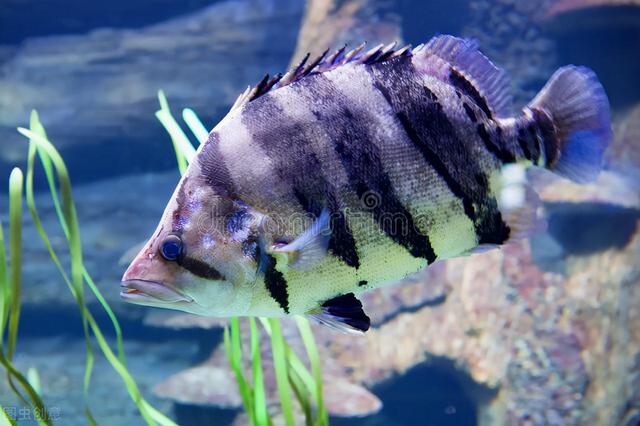 逼格高的热带鱼，10种最有异国情调的热带鱼