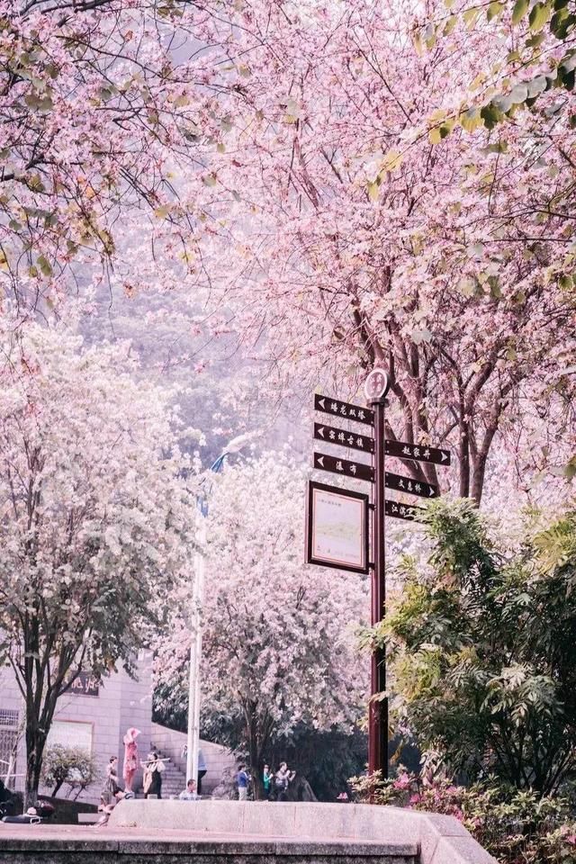 春天踏春赏花时间表，2023春日赏花踏青去哪