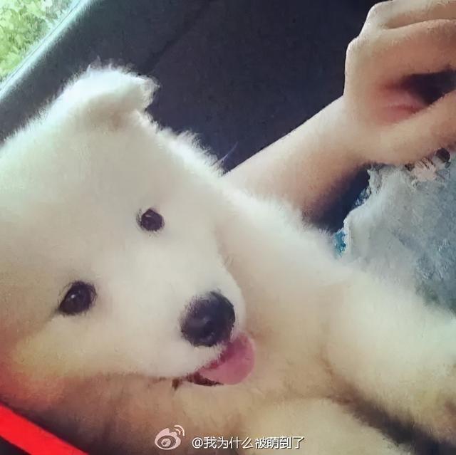 星期狗的特点和习惯，如果狗狗有这些特征