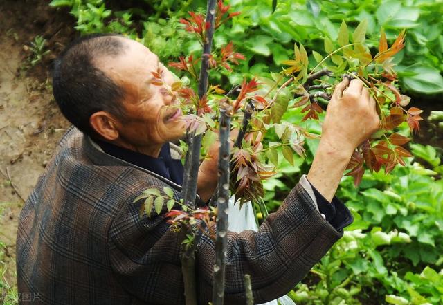 香椿和千头椿区别，核桃和臭椿怎么分辨