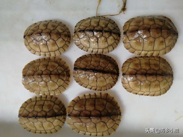 乌龟可以快递吗，快递运回来的小乌龟怎么处理（被禁止寄递的活体动物）