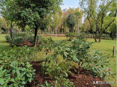 杜鹃谷森林公园简介，打造高山杜鹃主题公园