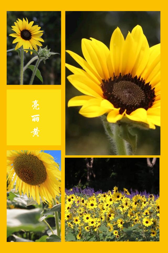 南京国庆活动推荐，南京国庆假期游玩优惠