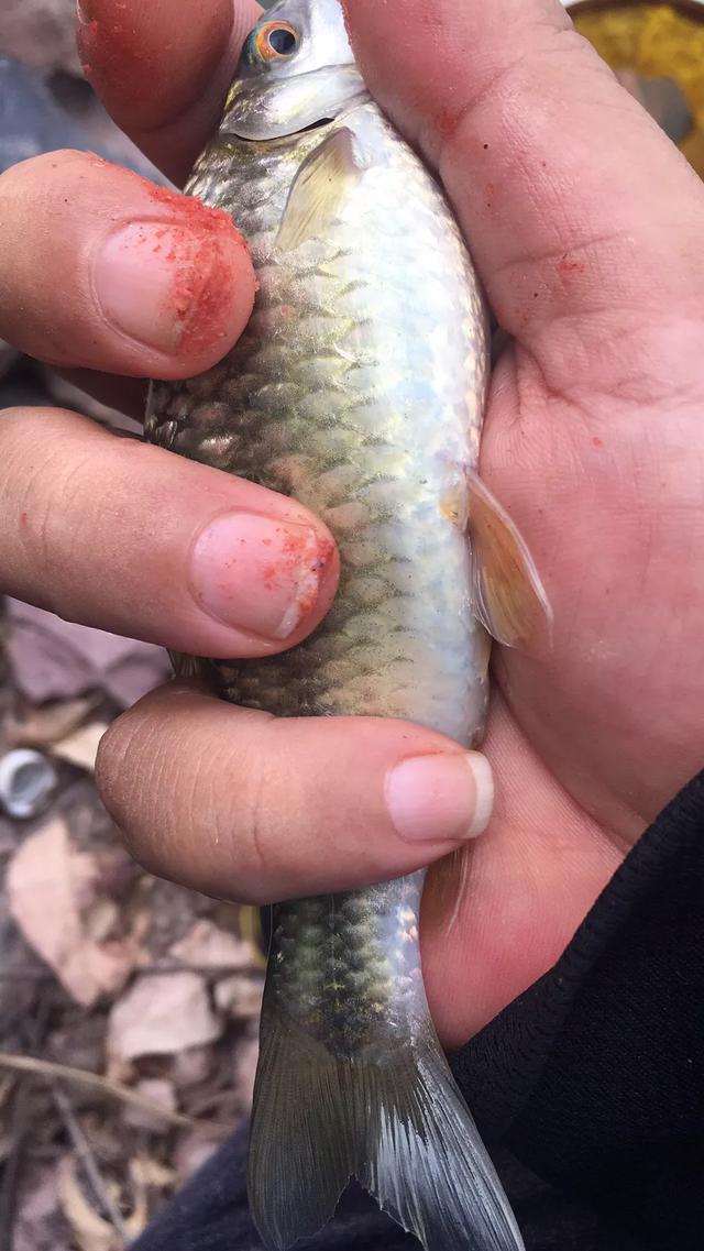 鲮鱼习性及钓法，最简单有效的鲮鱼钓法