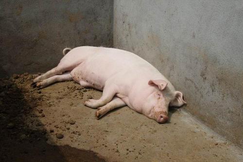 猪是最聪明动物吗，动物界智商排名第十