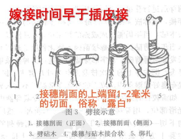 桃树嫁接时间和方法，桃树嫁接时间和梨树嫁接方法（桃树嫁接时间与方法）