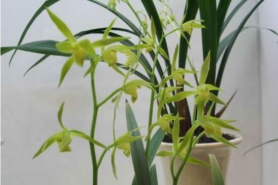兰花能放在卧室吗，兰花冬天可以放卧室吗（这十种花，卧室不要摆放）