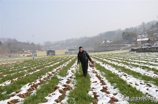 草木灰作用功效，草木灰的功效和使用