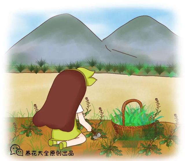最常见二十种野花野草，都是童年的回忆