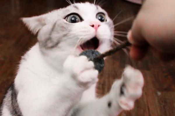 吸猫最正确的方法，现在吸猫一族越来越多