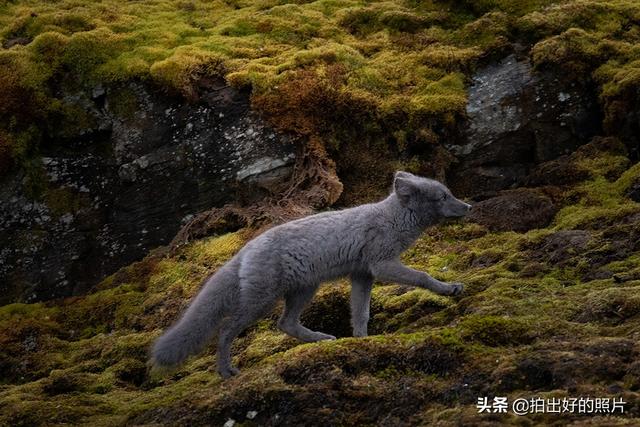 北极圈唯一一个不冷的地方，北极圈内的美丽岛屿