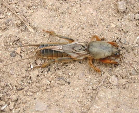 菲律宾必吃的十大美食，受中国美食影响的菲律宾食物