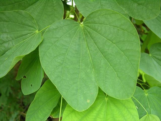 紫荆花应该怎么养，紫荆花的简单养法