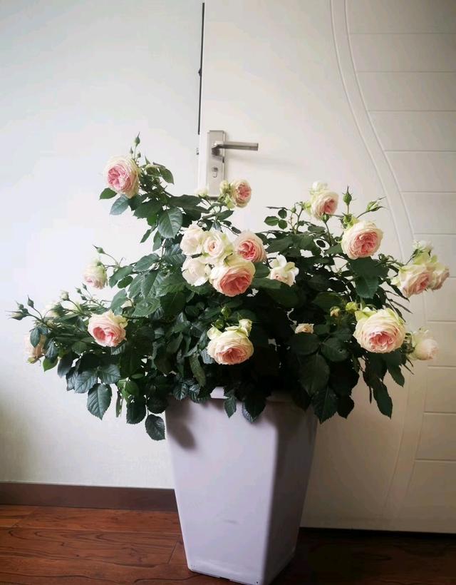 各种家庭阳台花养法，你的阳台还缺花花吗