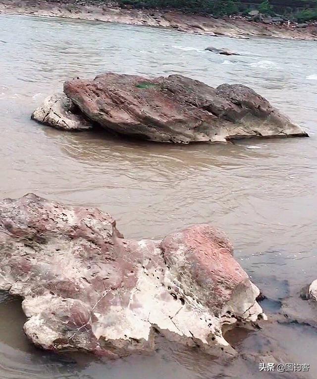 野生云南裂腹鱼，大理洱源发现野生云南裂腹鱼