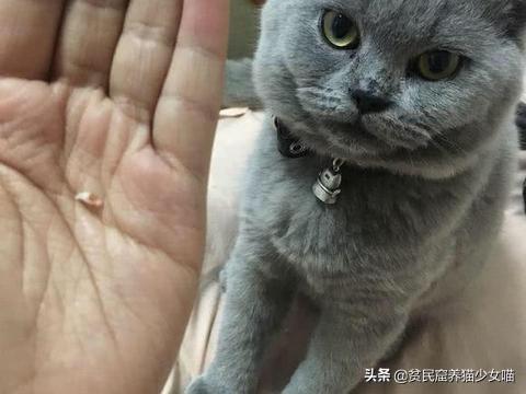 猫咪吐一小截舌头，猫咪偶尔吐舌头是怎么回事（为什么猫咪会吐一段舌头）