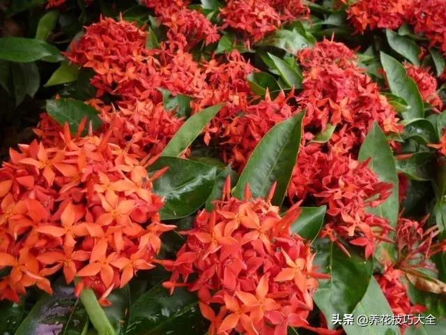 四季开花的花卉，十种四季开花的花卉有哪些（俏丽多姿的花卉）