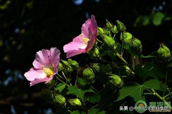 芙蓉花一般几月开花，但你知道人们为啥喊它“照水芙蓉”吗