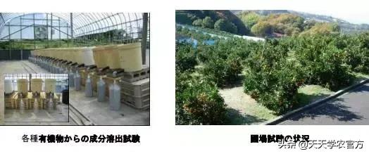 日本著名柑橘，“不知火”柑橘生理生态特性及栽培探讨