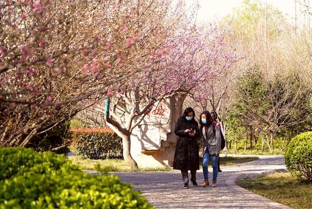 洛阳樱花道旅游攻略，樱花大道游人流连忘返