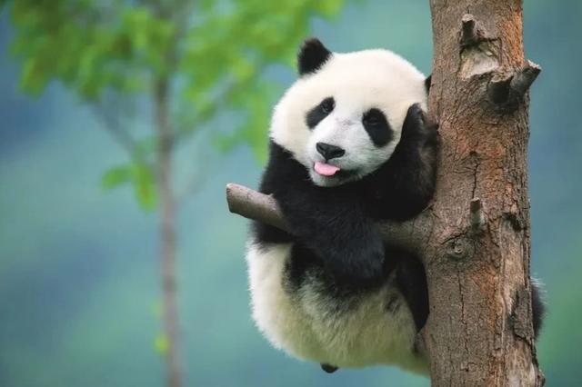大熊猫的国际地位，大熊猫为什么被称之为国宝大熊猫（似乎只会卖萌的大熊猫为什么是国宝）