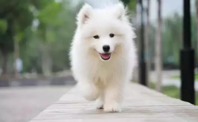 100多种狗价格表，各种狗及身价