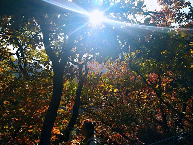 人间仙境满山红叶，原来是峨眉山的树叶红了……